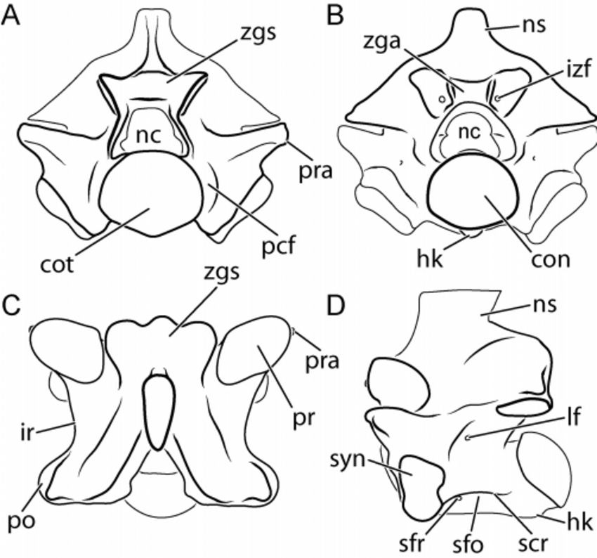 850x794 Basic Snake Vertebral Morphology. Four Views Of Mid Trunk