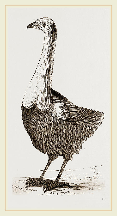 487x900 Le Solitaire From Leguat Drawing By Litz Collection