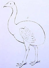 170x233 Rodrigues Solitaire