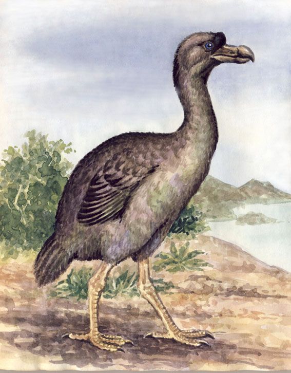 567x726 Rodrigues Solitaire By