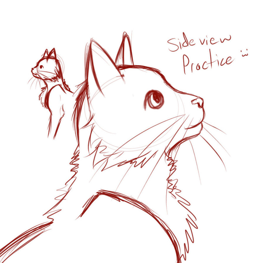 894x894 How To Draw A Cat Head Cat Drawing Side View How To Draw A Cat