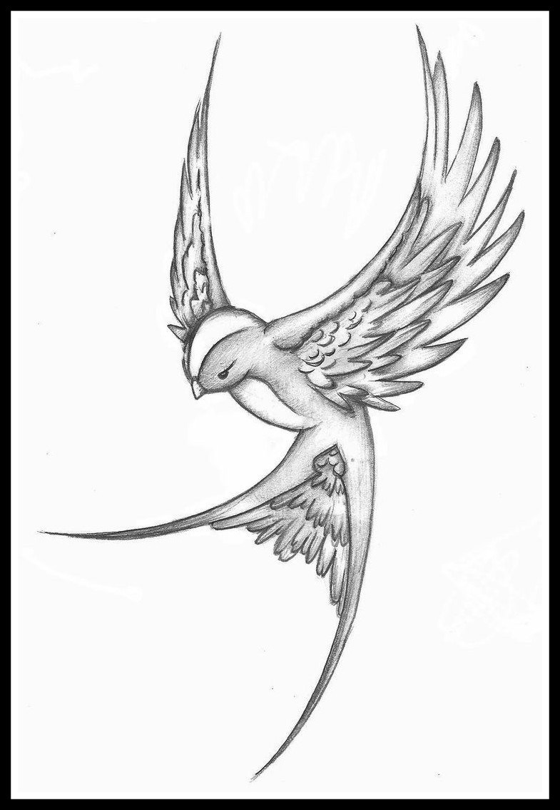 Songbird Drawing