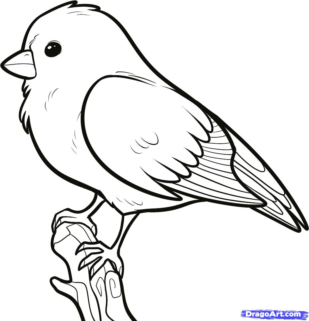 1073x1115 Cartoon Bird Drawing How To Draw A Songbird, Songbirds, Step By