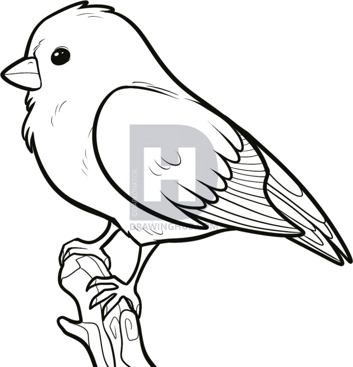 692x720 How To Draw A Songbird, Songbirds, Step By Step, Drawing Guide, By