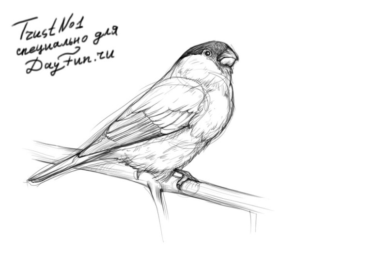 768x557 How To Draw A Bullfinch Step By Step
