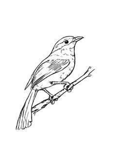 239x299 Bird Drawings