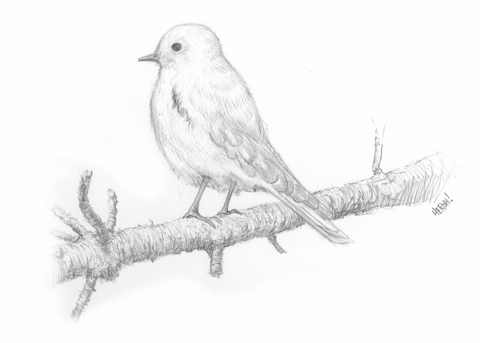 1600x1146 Pretty Good Blog Bird Drawing