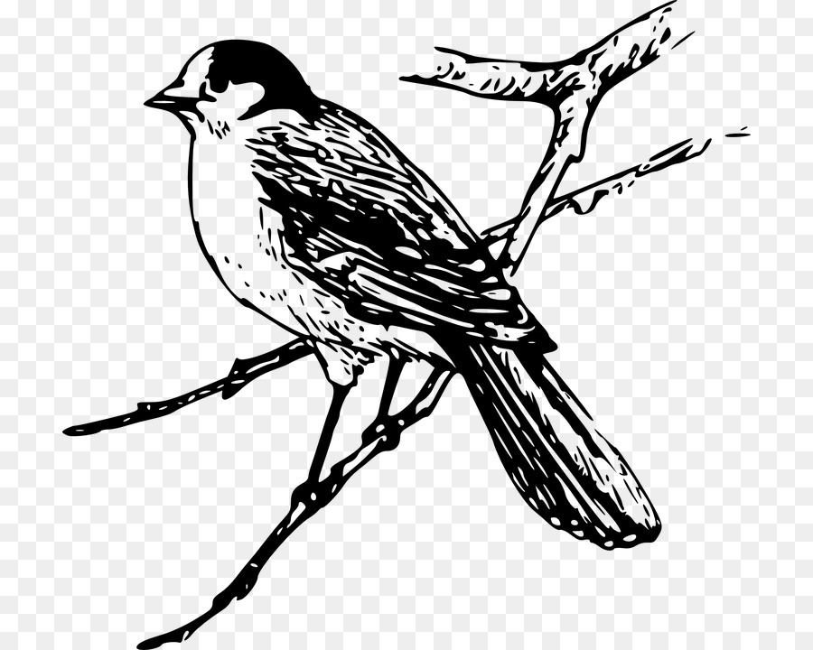 900x720 Bird Drawing Maya Clip Art