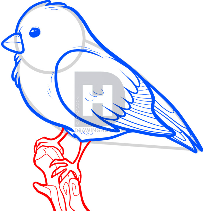 692x720 How To Draw A Songbird, Songbirds, Step By Step, Drawing Guide, By