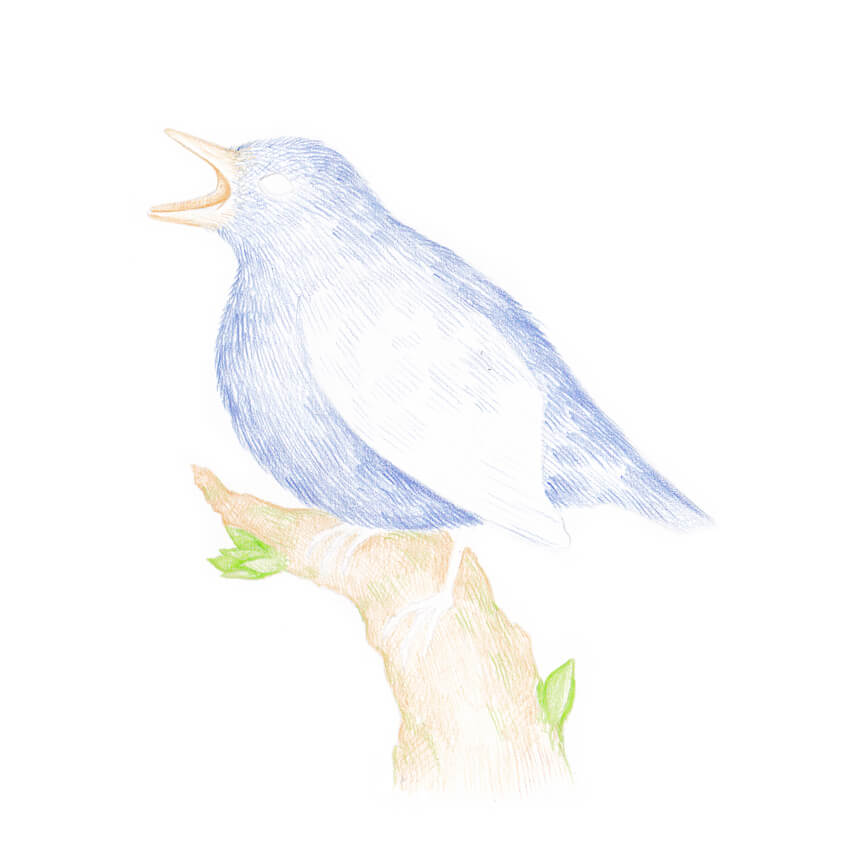 850x856 How To Draw A Bird Step By Step