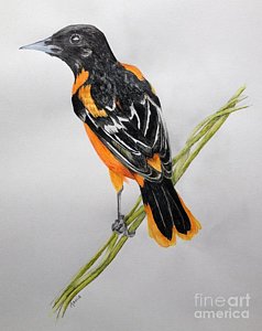 238x300 Songbird Drawings