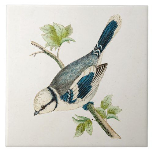 500x500 Vintage 1800s Blue Bird Songbird Birds Drawing Tile Vintage