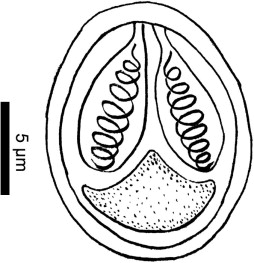 254x263 Line Draw Of Fresh Mature Spore Of Myxobolus Israelensis Infecting