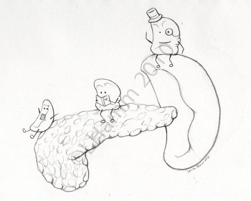 800x642 Accessory Spleens Accessory Spleens