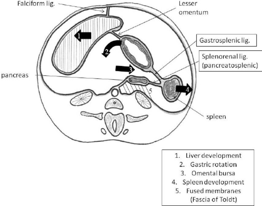850x670 Transverse Section. Peritoneal Reflexions Of Spleen Are Developed