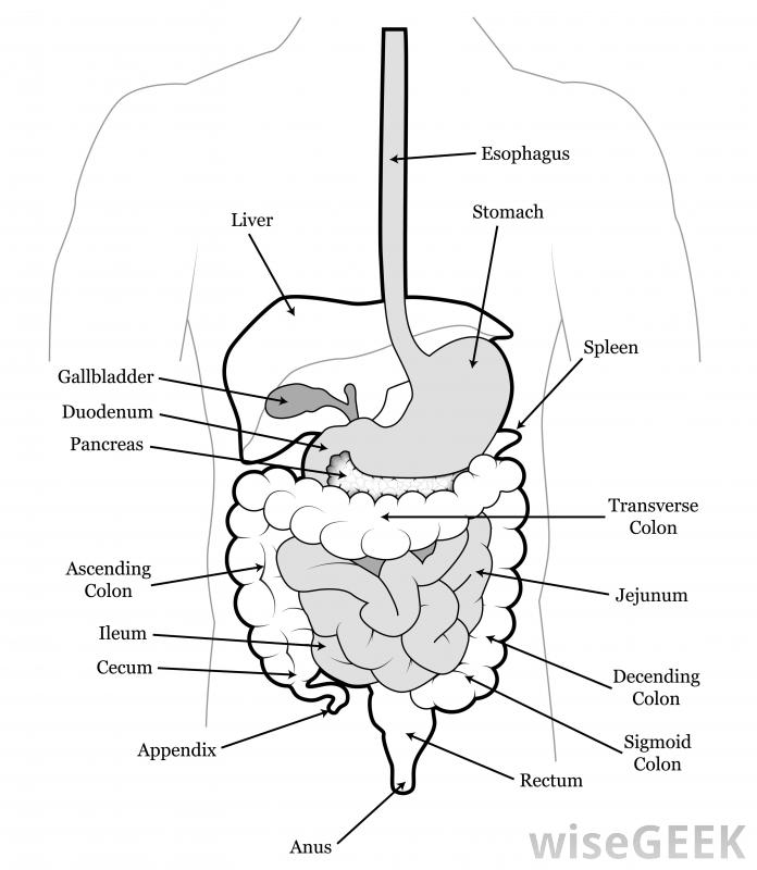 696x800 What Is The Difference Between The Pancreas And The Spleen