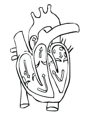 309x400 Circulatory System Coloring Pages Circulatory System Coloring