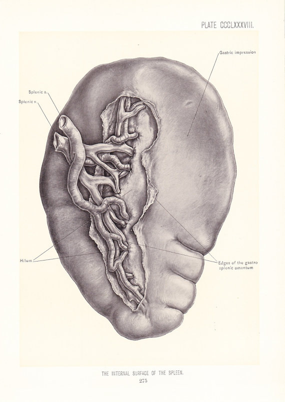 570x804 1899 Human Anatomy Print