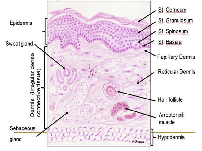 652x489 Histology Drawing Authorstream