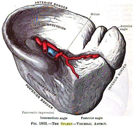 448x426 Improbable Research Blog Archive