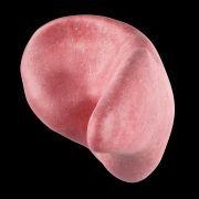 180x180 Search Theme (Medicine Organs And Pathologies)