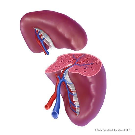 550x550 Semay Johnston Medical Art