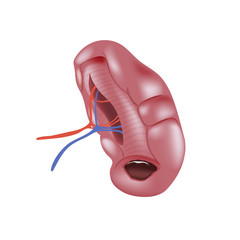 240x240 Spleen Photos, Royalty Free Images, Graphics, Vectors Amp Videos