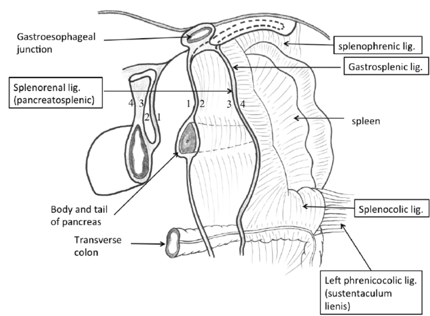 850x624 Frontal View. Peritoneal Attachments Of Spleen. Stomach Is