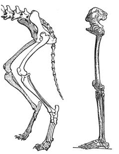 244x317 Robocraft Topic Will The New Sprinter Legs Make Sense