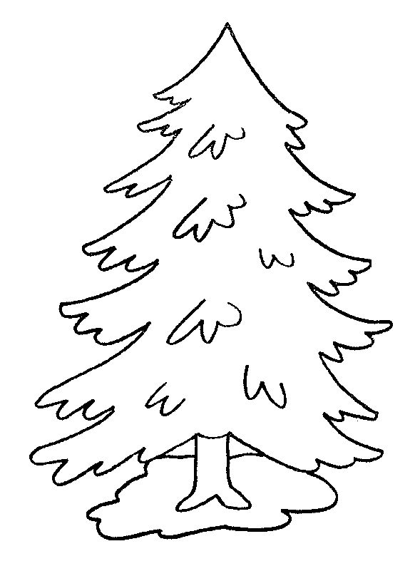 Spruce Drawing
