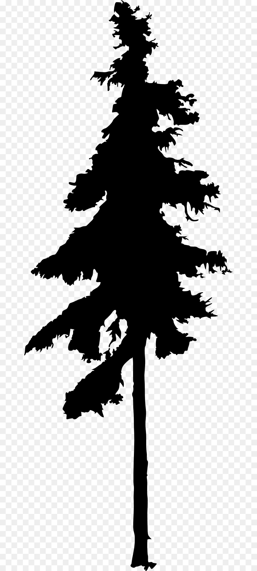 900x2000 Fir Tree Drawing Silhouette Conifers