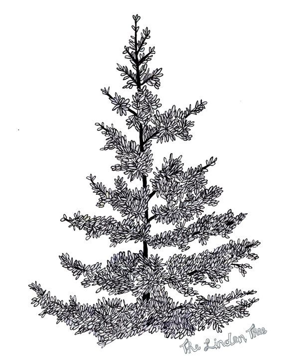 570x713 Pine Tree Ink Drawing (Digital Print) By Thelindentree On Etsy