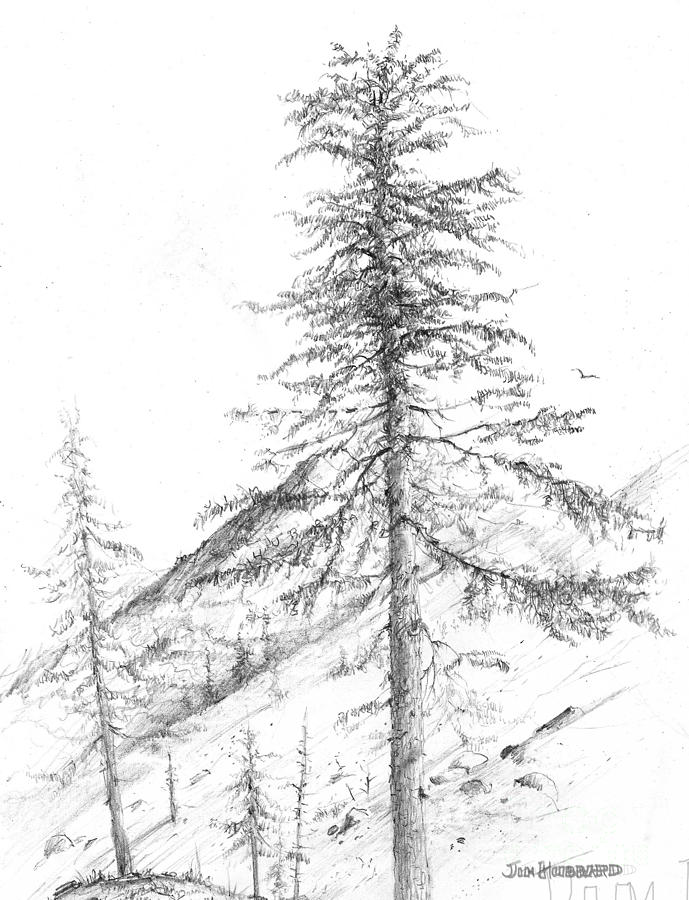 689x900 Western Hemlock Drawing By Jim Hubbard