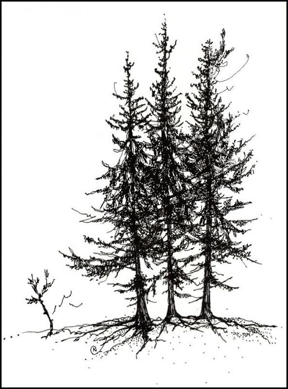 593x800 Tree Pen Amp Ink Drawings