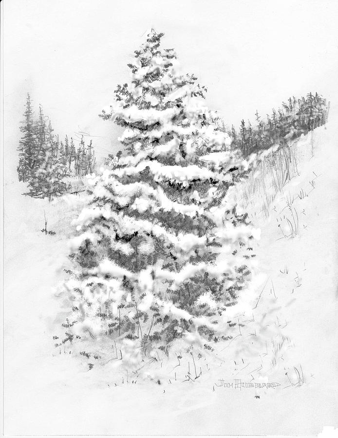 694x900 Colorado Blue Spruce Drawing By Jim Hubbard