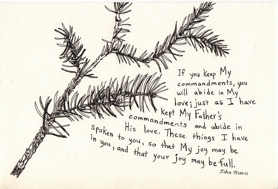 900x613 Norway Spruce Drawing By Theresa Dansin