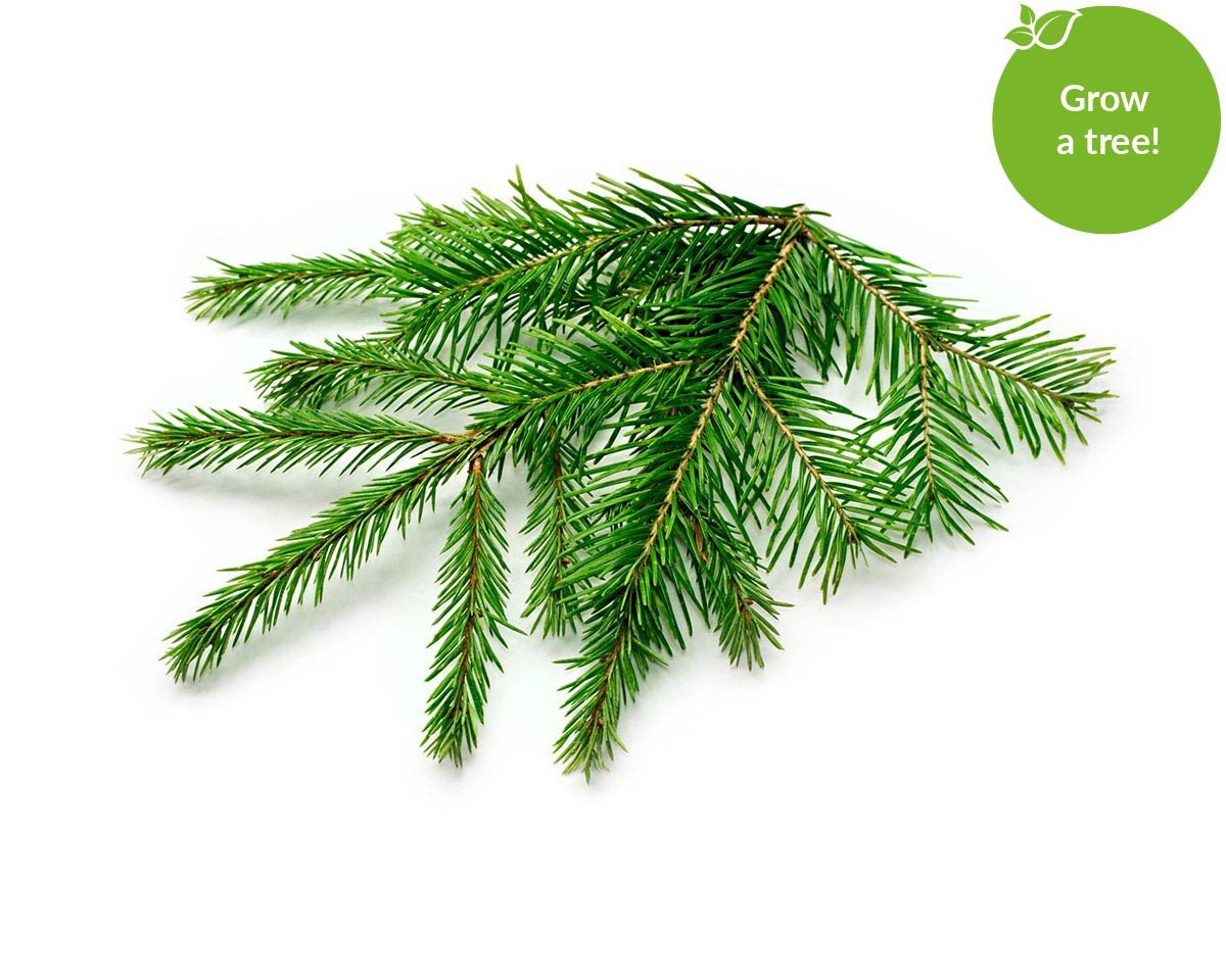 1200x960 Photos Spruce,