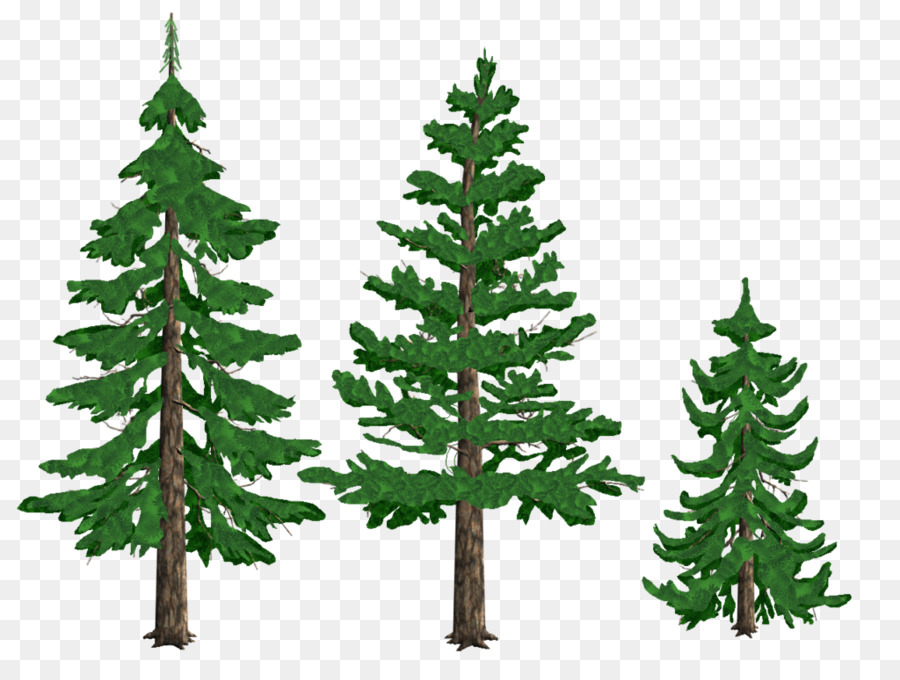 900x680 Pine Drawing Tree Conifers Fir