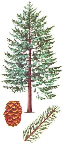 210x482 Douglas Fir Tree Drawing