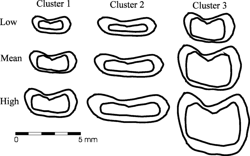850x530 Schematic Drawings Of Maize Cupules By Cluster. Low Is Mean Minus