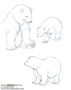 236x298 Bear Drawings. Drawing Bear Drawing, Drawings