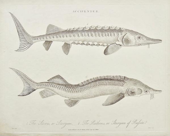 599x478 Accipenser. 1. The Sturio, Sturgeon. 2. The Ruthens,