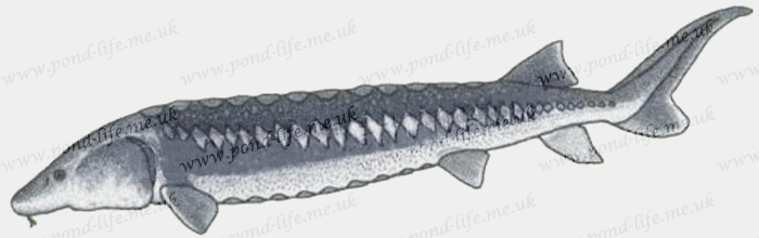 700x220 Persian Sturgeon (Acipenser Persicus)