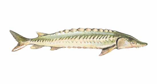 550x294 Sturgeon