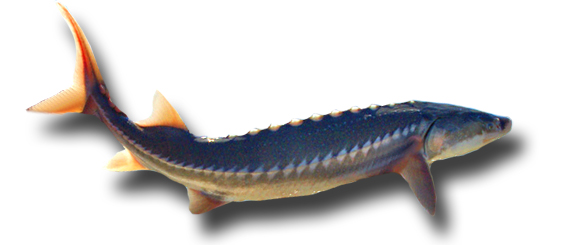 587x245 Sturgeon As Art Fishwisher's Home Page