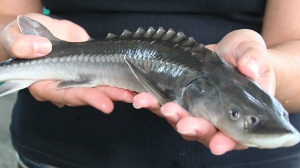 980x551 Viu's Sturgeon Centre Drawing International Attention Nanaimonewsnow