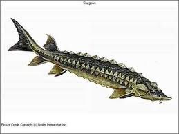 259x194 Sturgeon Skeleton Drawing