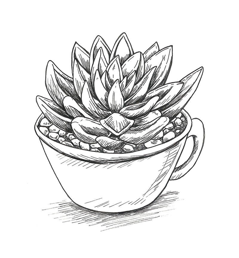 800x865 Succulent Cup By Ms Aibee