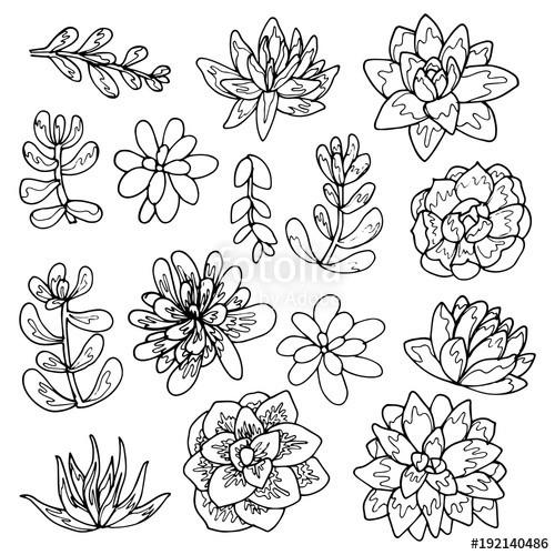 500x500 Succulent Flowers Line Art Drawing Set. Stock Image And Royalty