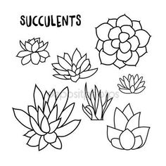 236x236 Succulent Line Drawing